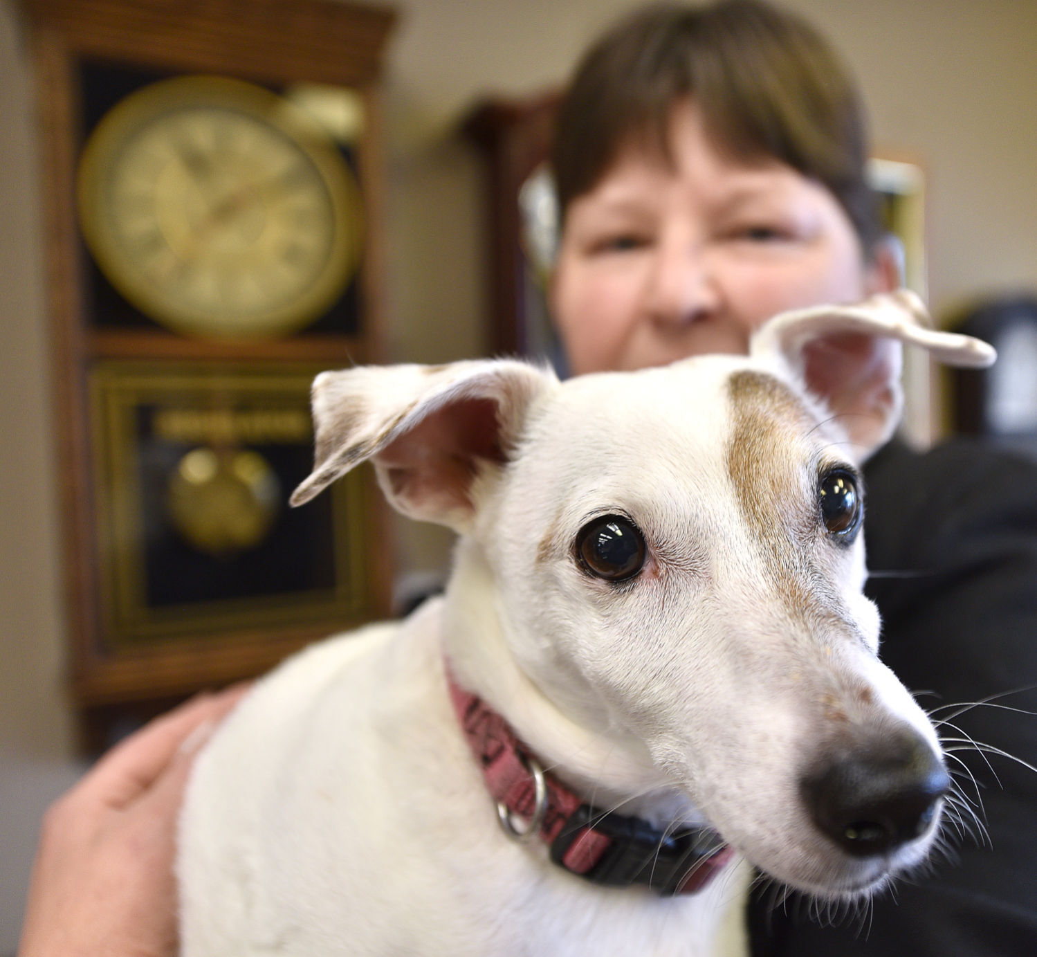 Adopting older pets